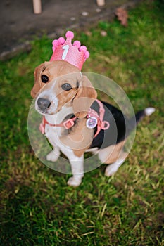 Cute Jack Russel Terrier puppy wearing a first birthday crown