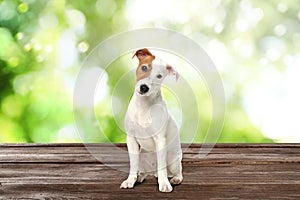 Cute Jack Russel Terrier puppy on wooden surface outdoors, bokeh effect. Adorable pet