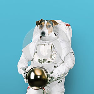 Cute jack russell dog astronaut in a space suit holds a helmet on a blue background. Concept of dreams of becoming an spaceman.