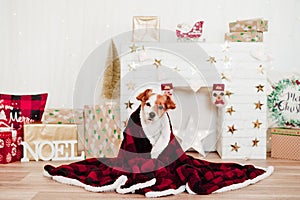 Cute jack russell dog covered with red blanket sitting over christmas decoration at home or studio. Christmas time, december,
