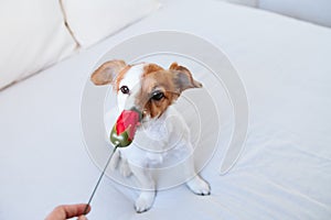 Cute jack russell dog at home smelling red rose, romance Valentines concept