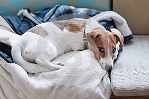 Cute jack russell dog sleeping on the warm jacket of his owner. Dog resting or having a siesta, daydreaming.