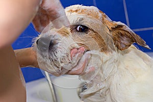 CUTE JACK RUSSELL DOG TAKING A BATH BY ITS LITTLE OWNER AND LOOK