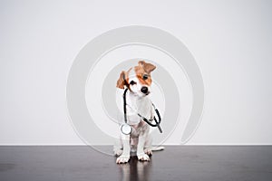 Cute jack russell dog at veterinary clinic. Holding a stethoscope. Veterinary concept