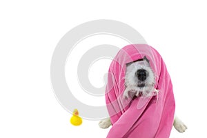 CUTE JACK RUSSELL DOG WAITING FOR A BATH WITH A PINK TOWEL ON HE