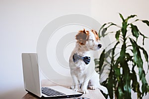 Cute jack russell dog working on laptop at home feeling tired or sleepy. Stay home. Technology and lifestyle indoors concept