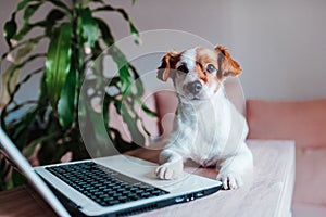 cute jack russell dog working on laptop at home. Technology concept photo