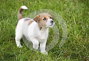 Cute Jack Russell puppy dog walking