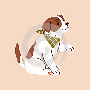 Cute Jack russell shows tricks. Happy terrier puppy training obedience, commands. Smart fluffy dog with bandana collar