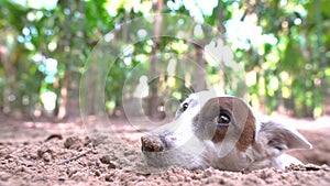 Cute Jack Russell sleeps on the ground.