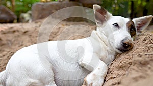 Cute Jack Russell sleeps on the ground.