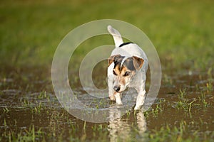 Cute Jack Russell Terrier dog 12 years old is running in a meadow with water puddles in a cold season