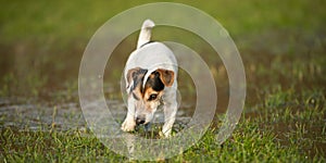 Cute Jack Russell Terrier dog 12 years old is running in a meadow with water puddles in a cold season