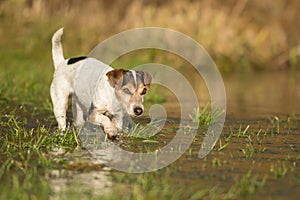 Cute Jack Russell Terrier dog 12 years old is running in a meadow with water puddles in a cold season