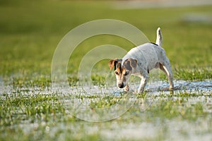 Cute Jack Russell Terrier dog 12 years old is running in a meadow with water puddles in a cold season