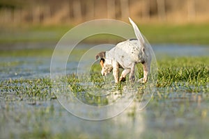 Cute Jack Russell Terrier dog 12 years old is running in a meadow with water puddles in a cold season