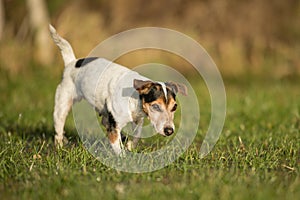 Cute Jack Russell Terrier dog 12 years old is running in a meadow with water puddles in a cold season