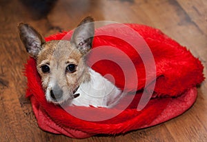 Cute Jack Russell terrier dog