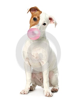 Cute Jack Russell Terrier dog blowing bubble gum on white background