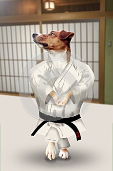 Cute Jack Russell Terrier dog doing the karate kata