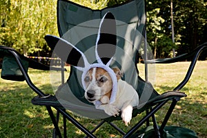 Cute jack russell terrier dog with funny rabbit ears hat sits in chair. Outdoors