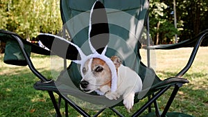 Cute jack russell terrier dog with funny rabit ears hat sits in chair. Outdoors