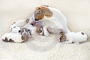 cute Jack Russell terrier dog with her newborn puppies