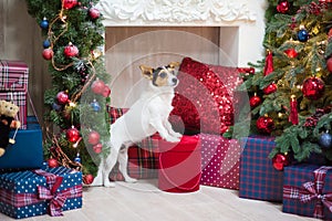 Cute jack russell terrier dog standing on gift box in christmas