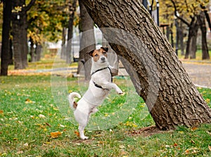 Cute Jack Russell Terrier dog standing near a tree in Fall park