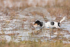 Cute Jack Russell Terrier dog stands in a water with a lot of reed