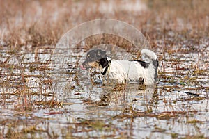 Cute Jack Russell Terrier dog stands in a water with a lot of reed