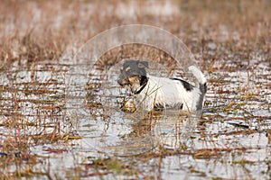 Cute Jack Russell Terrier dog stands in a water with a lot of reed
