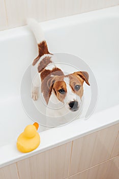 Cute Jack Russell Terrier dog taking bath at home. Portrait of dog standing in bathtub with yellow plastic duck