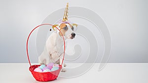 Cute jack russell terrier dog in a unicorn headband next to a basket with painted easter eggs on a white background.