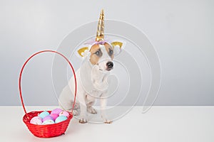 Cute jack russell terrier dog in a unicorn headband next to a basket with painted easter eggs on a white background.
