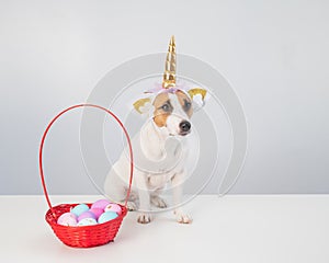 Cute jack russell terrier dog in a unicorn headband next to a basket with painted easter eggs on a white background.
