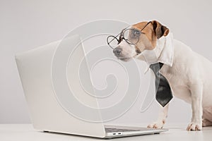 Cute Jack Russell Terrier dog wearing glasses and a tie typing on a laptop on a white background.