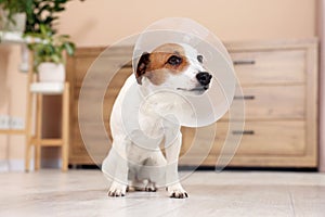 Cute Jack Russell Terrier dog wearing medical plastic collar on floor at home