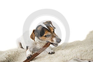 Cute Jack Russell Terrier doggy is chewing