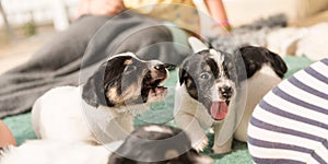 Cute Jack Russell Terrier dogs 4 weeks old. Small dog babies whine and howl. Jack Russell Terrier dogs 4 weeks old