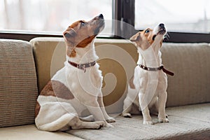 Cute jack russell terrier dogs sitting on the couch looking up. Concept of pets, happy dog life