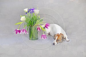 Cute Jack Russell Terrier dressed with Easter bunny ears Bonnie lies near a vase with a bouquet of tulips, roses and irises on a