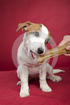 Cute jack russell terrier eating bone