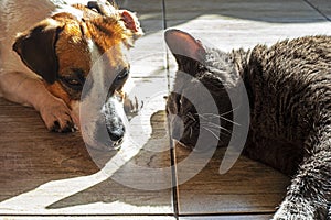 Cute jack russell terrier with a gray cat fall asleep after playing on the floor on the tile