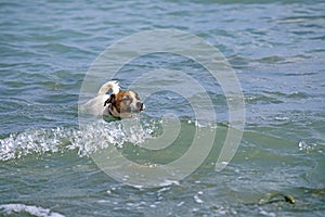 Cute jack russell terrier learn to swim in the sea family vacation