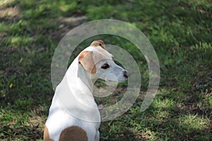 Cute Jack Russell Terrier Mix Dog Looks to the Side