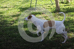 Cute Jack Russell Terrier Mix Dog Walks Forward and Looks to the Side