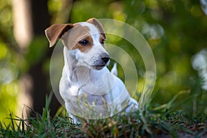 Cute Jack Russell Terrier puppy