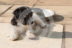 Cute Jack Russell Terrier puppy is laying on the terrace and relaxes. 7,5  weeks old young doggy