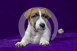 cute Jack Russell Terrier puppy lies